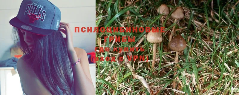 купить  сайты  Болгар  Галлюциногенные грибы мухоморы 